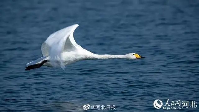 翩翩起舞！石家庄滹沱河湿地迎来上百只天鹅