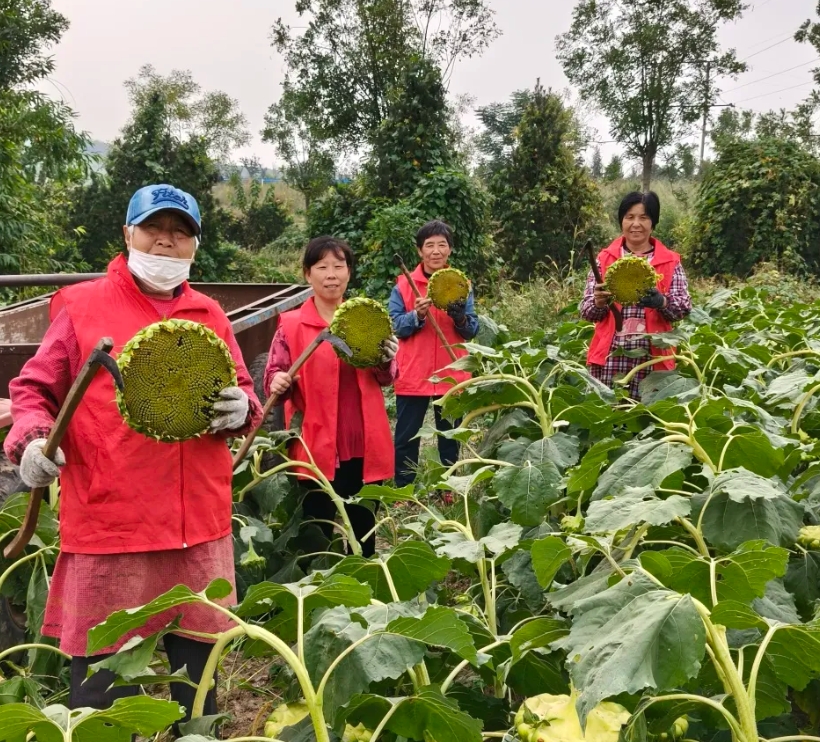 600亩油葵喜获丰收！美丽“花”变致富“果”