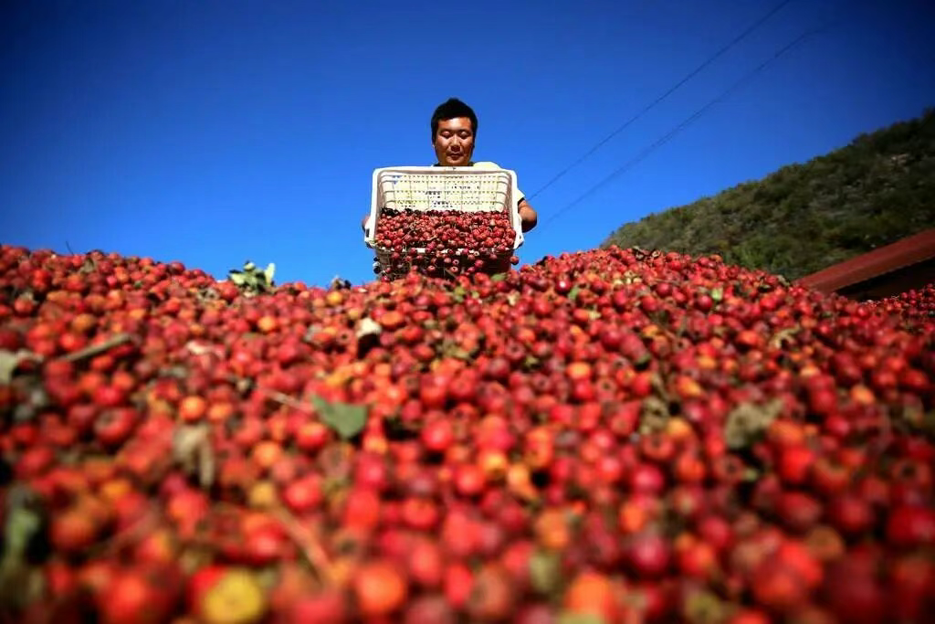 兴隆山楂:从“生产链”到“共富链”的跃进
