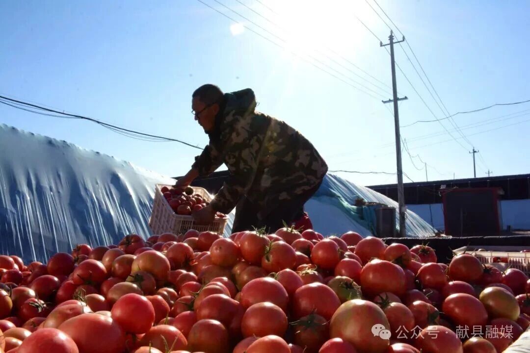 河北献县：熊蜂“小管家” 番茄甜又红    
