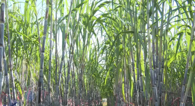 秋日采蔗正当时！“田园经济” 让农民笑开颜