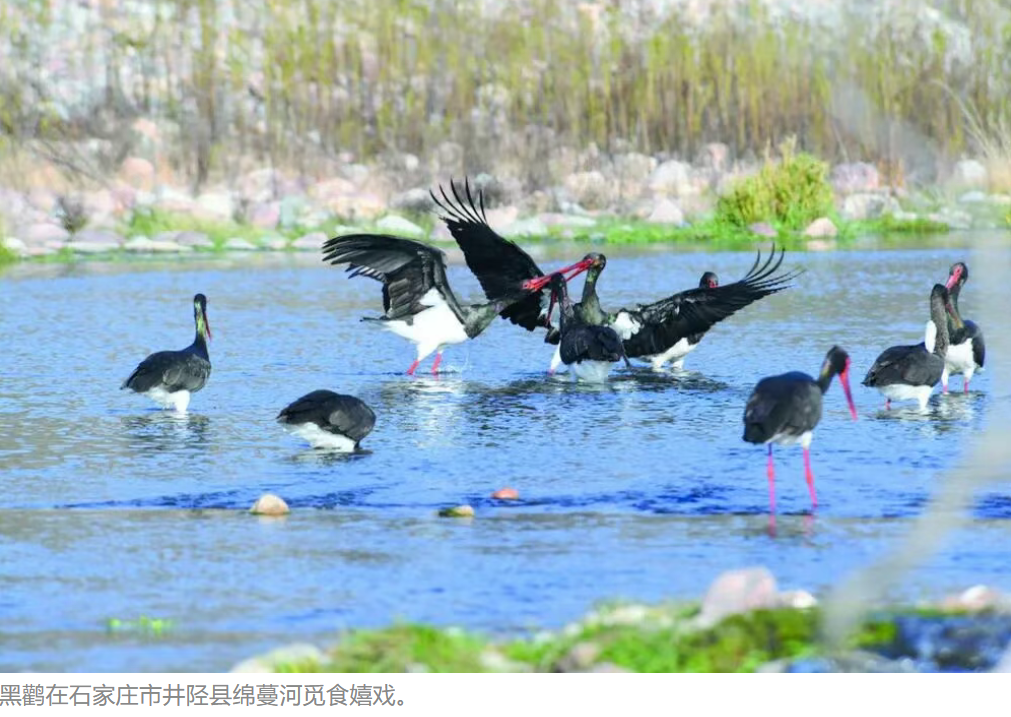 “万鸟归来”是城市最美的勋章——从部门联动到全民守护生态理念扎根石家庄