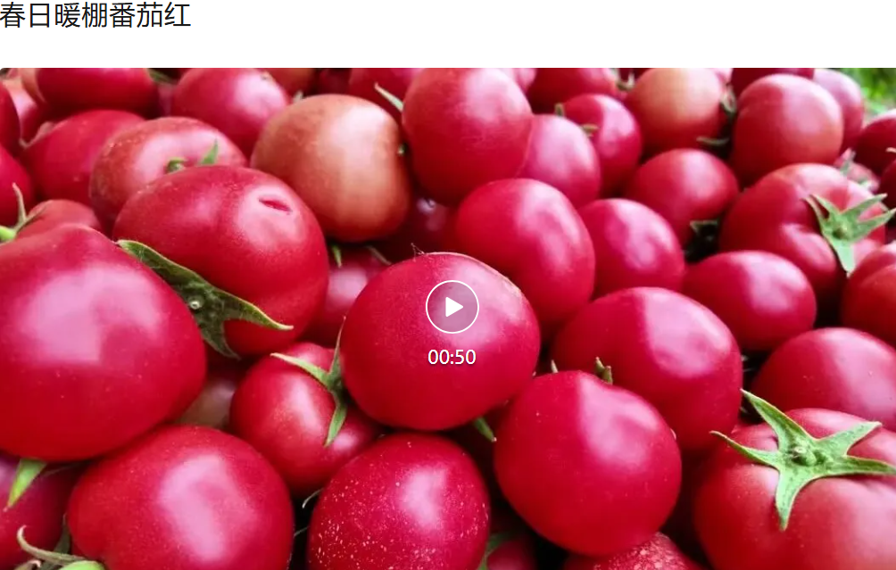 饶阳融媒丨春日暖棚番茄红